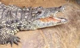 Wowcher ‘extremely sorry’ for crocodile attack email