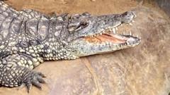 wowcher-‘extremely-sorry’-for-crocodile-attack-email