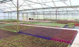 Horticultural sector is ‘facing an imminent crisis’