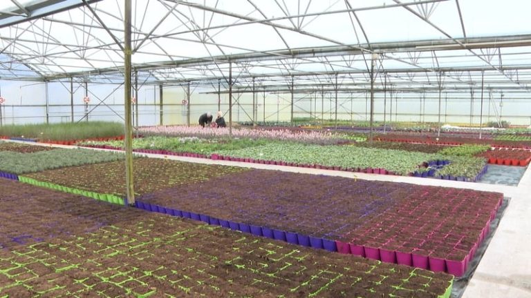 Read more about the article Horticultural sector is ‘facing an imminent crisis’