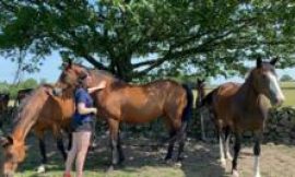 Padwick Farm livery sees bookings rise as horse owners struggle with costs