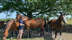 padwick-farm-livery-sees-bookings-rise-as-horse-owners-struggle-with-costs