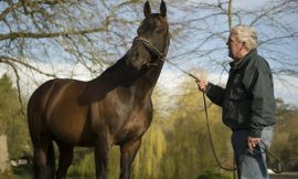Irish National Stud reduces losses to €1.5m