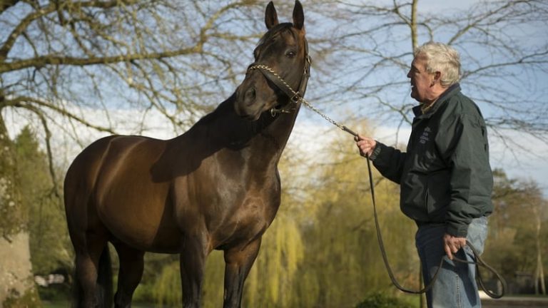 Read more about the article Irish National Stud reduces losses to €1.5m