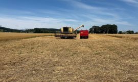 Long dry spell brings early start to harvest for farmers