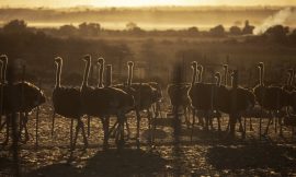 The bizarre story of Britain’s failed ostrich empire in Nigeria