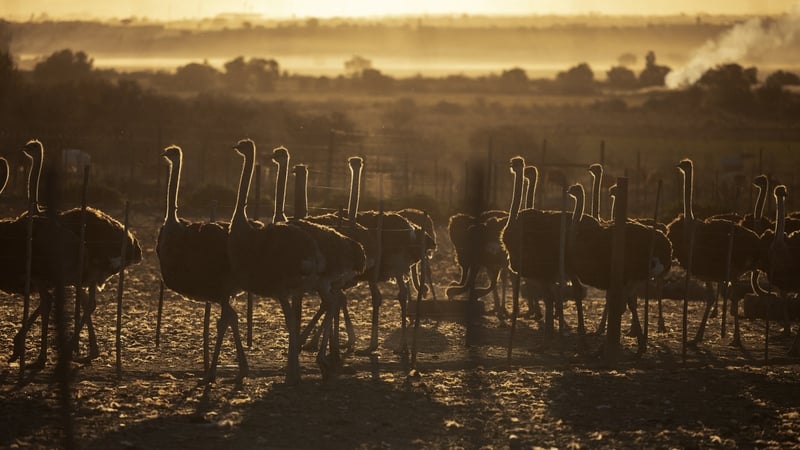 the-bizarre-story-of-britain’s-failed-ostrich-empire-in-nigeria