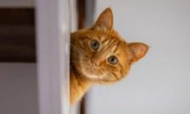 Rental searches for pet friendly properties drop after law change