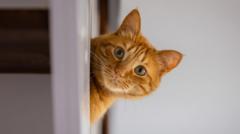 rental-searches-for-pet-friendly-properties-drop-after-law-change