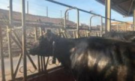 Inside the cow showers helping dairy farms beat the heatwave