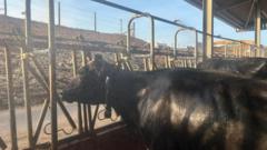 Read more about the article Inside the cow showers helping dairy farms beat the heatwave