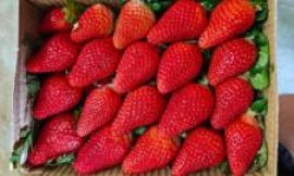 India wants to cuts its reliance on overseas strawberry varieties