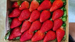 india-wants-to-cuts-its-reliance-on-overseas-strawberry-varieties