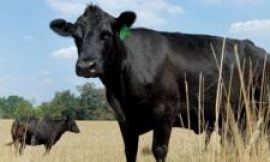 What’s causing record high US beef prices?