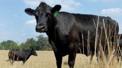 Read more about the article What’s causing record high US beef prices?