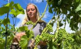 English winemakers prosper but veg farms wilt in the drought