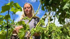 english-winemakers-prosper-but-veg-farms-wilt-in-the-drought