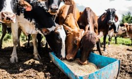 Call for food security committee to meet over dry weather