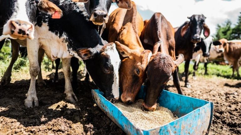 Read more about the article Call for food security committee to meet over dry weather