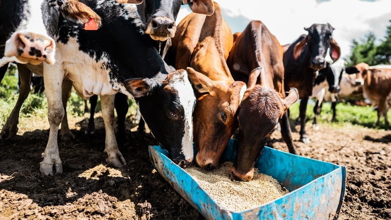 call-for-food-security-committee-to-meet-over-dry-weather
