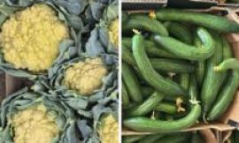 Sun-tanned cauliflowers and knobbly spuds – the heatwave veg that’s good to eat