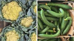 sun-tanned-cauliflowers-and-knobbly-spuds-–-the-heatwave-veg-that’s-good-to-eat