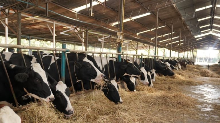 Read more about the article Farmers call for support over impact of high temperatures