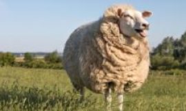 British wool prices increase as global demand rises
