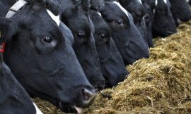40% of farmers have significant fodder deficit – IFA