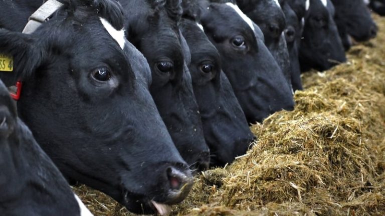Read more about the article 40% of farmers have significant fodder deficit – IFA