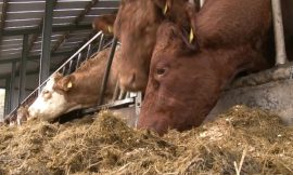 Govt ‘won’t be found wanting’ on fodder supports – Heydon