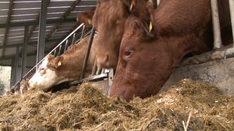 Read more about the article Govt ‘won’t be found wanting’ on fodder supports – Heydon