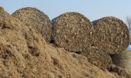 Rise in farm payment schemes to tackle fodder shortages