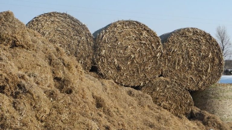 Read more about the article Rise in farm payment schemes to tackle fodder shortages