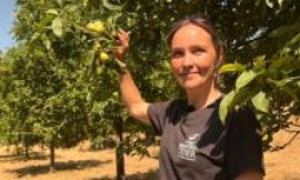 Somerset cider makers left with very few apples after heatwaves