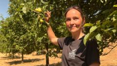 Read more about the article Somerset cider makers left with very few apples after heatwaves