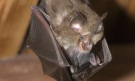 Clare Council stalls 171 unit scheme due to bat concerns
