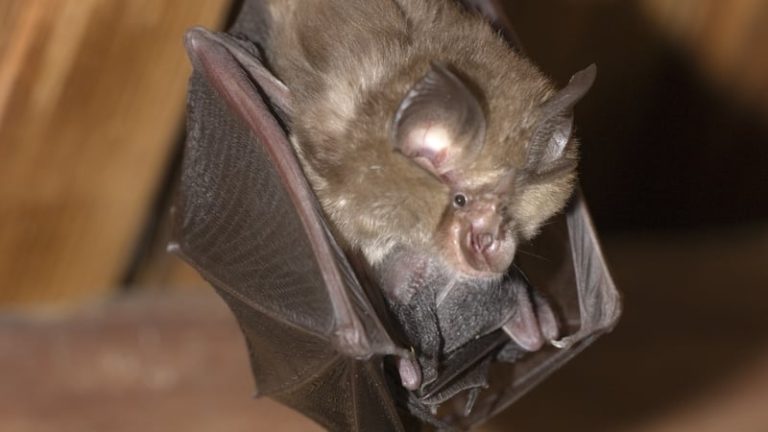 Read more about the article Clare Council stalls 171 unit scheme due to bat concerns