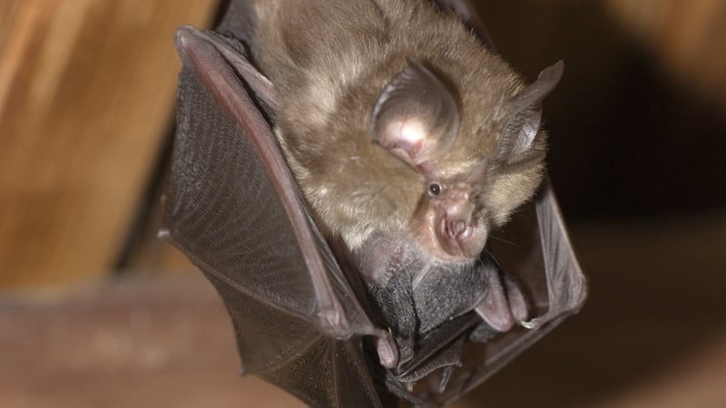 clare-council-stalls-171-unit-scheme-due-to-bat-concerns