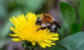 Beekeepers welcome ‘transparency’ around honey labelling