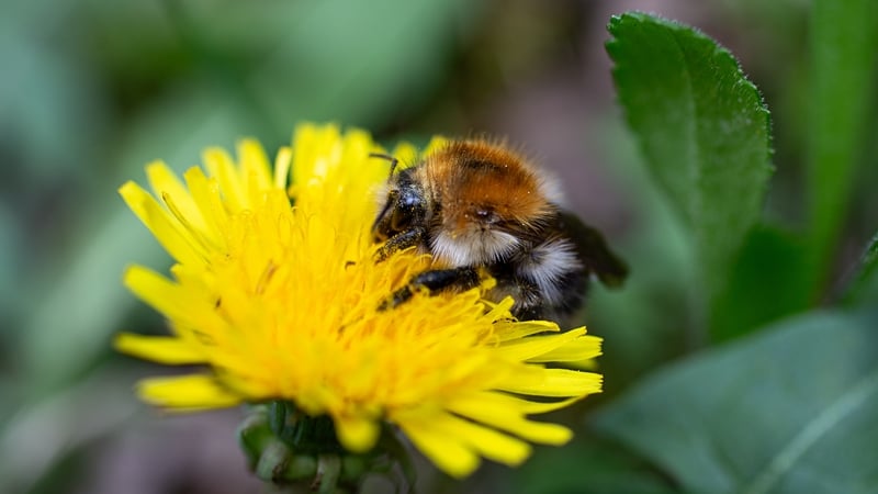 beekeepers-welcome-‘transparency’-around-honey-labelling