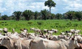 EU ban on Brazilian beef ‘very significant decision’