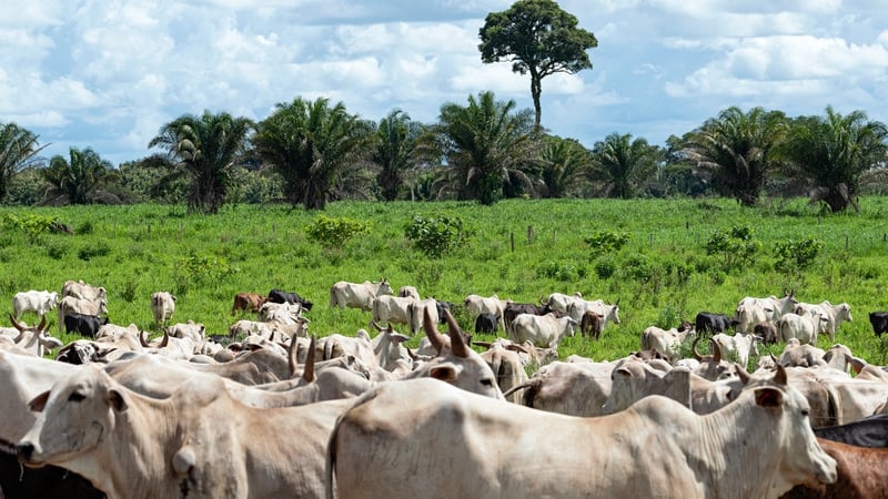 eu-ban-on-brazilian-beef-‘very-significant-decision’