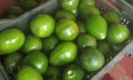 Indian farmers struggle to meet the demand for avocados