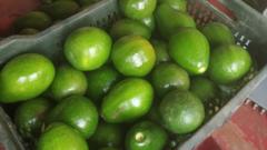 indian-farmers-struggle-to-meet-the-demand-for-avocados
