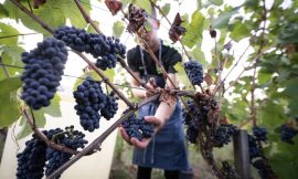Scorching summer pushes French wine harvest to new low