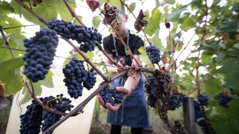 Read more about the article Scorching summer pushes French wine harvest to new low