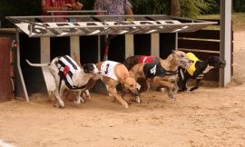 Greyhound racing body records €1.1m pre-tax loss in 2025