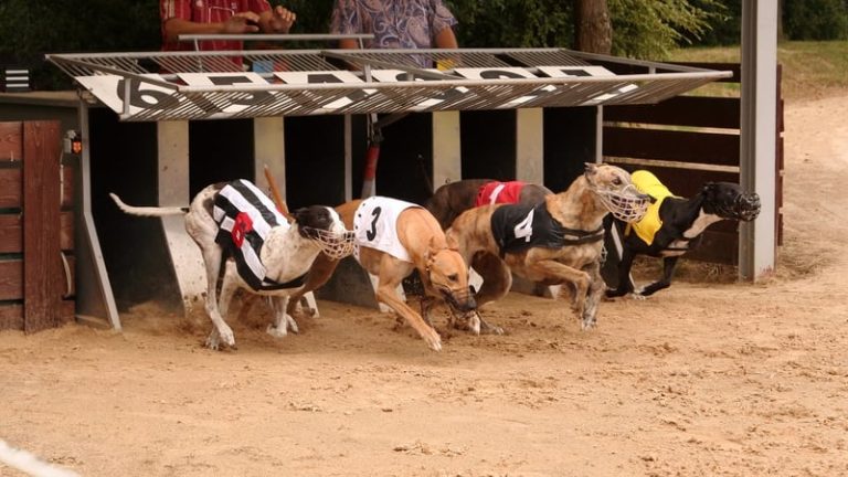 Read more about the article Greyhound racing body records €1.1m pre-tax loss in 2025