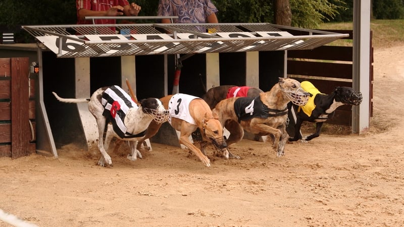 greyhound-racing-body-records-e1.1m-pre-tax-loss-in-2025